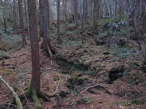 青木ヶ原樹海の遊歩道